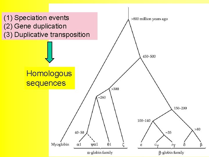 (1) Speciation events (2) Gene duplication (3) Duplicative transposition Homologous sequences 7 