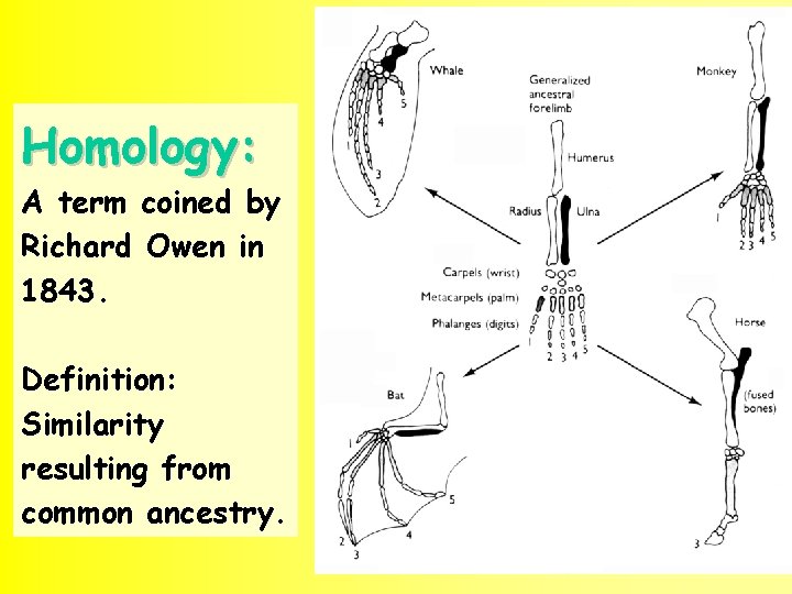 Homology: A term coined by Richard Owen in 1843. Definition: Similarity resulting from common