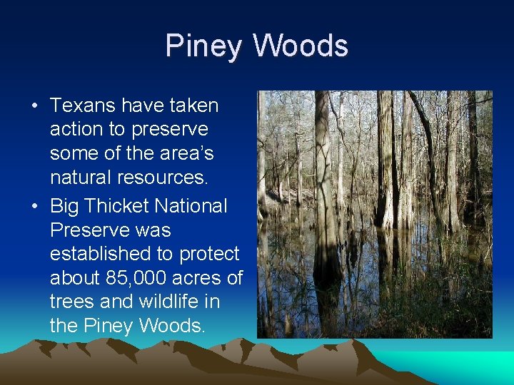 Piney Woods • Texans have taken action to preserve some of the area’s natural