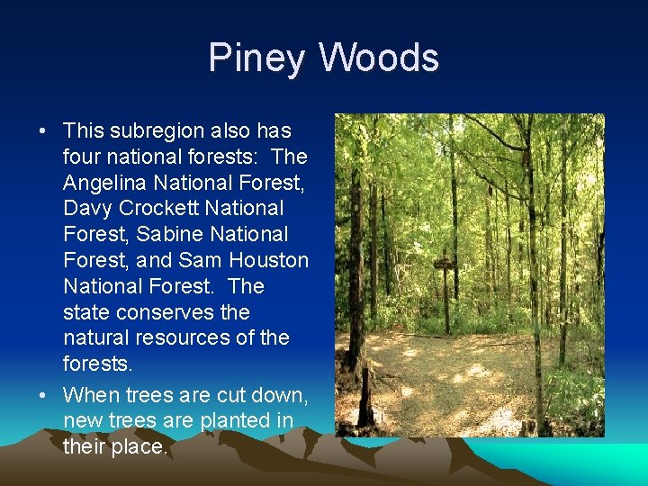 Piney Woods • This subregion also has four national forests: The Angelina National Forest,