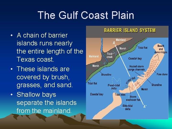 The Gulf Coast Plain • A chain of barrier islands runs nearly the entire