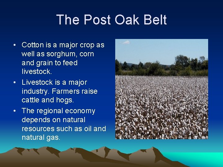 The Post Oak Belt • Cotton is a major crop as well as sorghum,