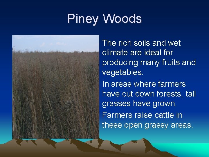 Piney Woods • The rich soils and wet climate are ideal for producing many