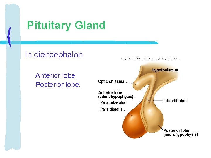 Pituitary Gland In diencephalon. Anterior lobe. Posterior lobe. 