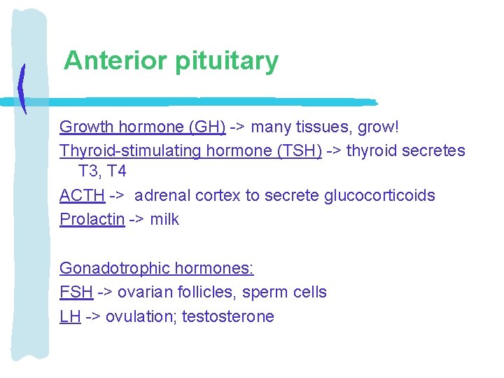 Anterior pituitary Growth hormone (GH) -> many tissues, grow! Thyroid-stimulating hormone (TSH) -> thyroid