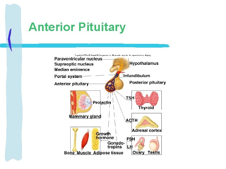 Anterior Pituitary 