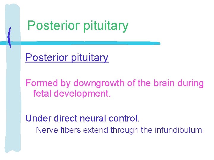 Posterior pituitary Formed by downgrowth of the brain during fetal development. Under direct neural