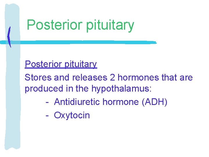 Posterior pituitary Stores and releases 2 hormones that are produced in the hypothalamus: -