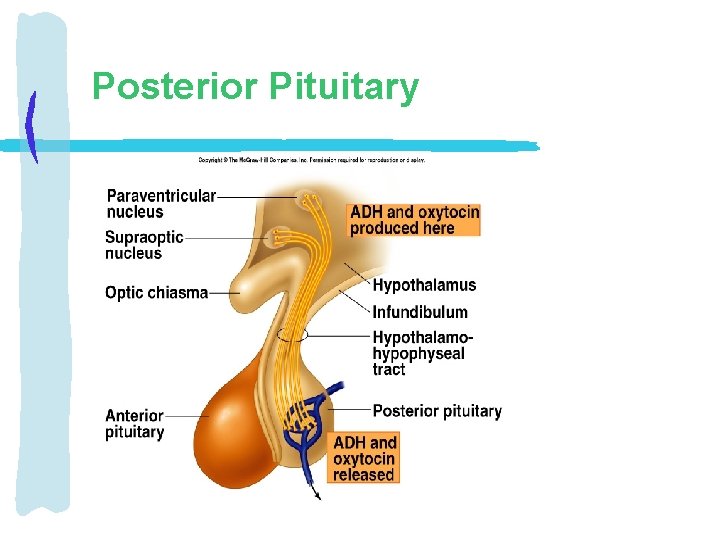 Posterior Pituitary 