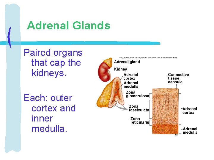 Adrenal Glands Paired organs that cap the kidneys. Each: outer cortex and inner medulla.