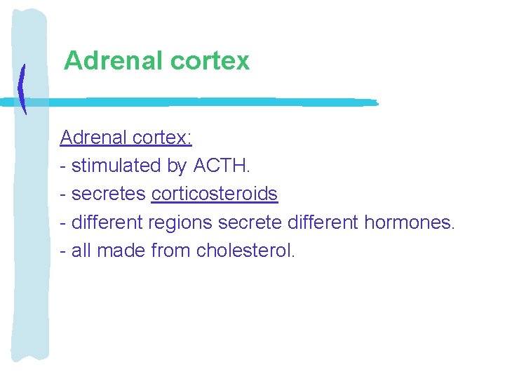 Adrenal cortex: - stimulated by ACTH. - secretes corticosteroids - different regions secrete different