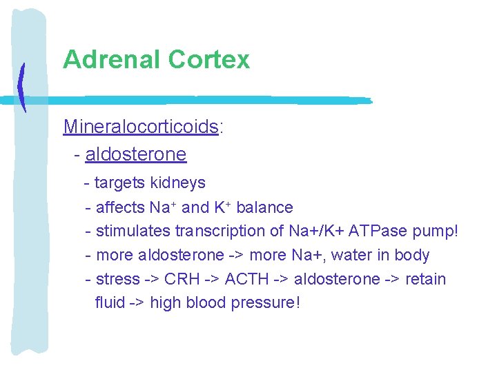 Adrenal Cortex Mineralocorticoids: - aldosterone - targets kidneys - affects Na+ and K+ balance