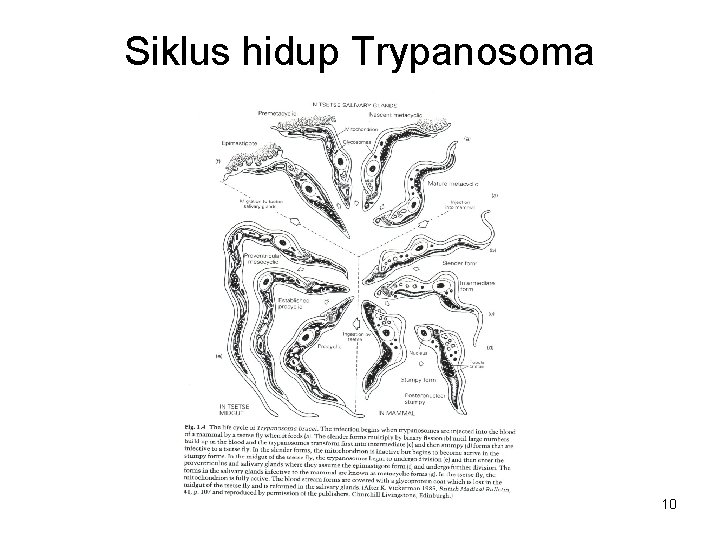 Siklus hidup Trypanosoma 10 