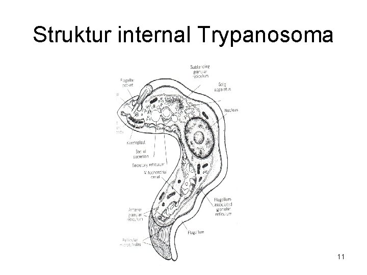 Struktur internal Trypanosoma 11 