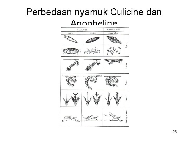 Perbedaan nyamuk Culicine dan Anopheline 23 