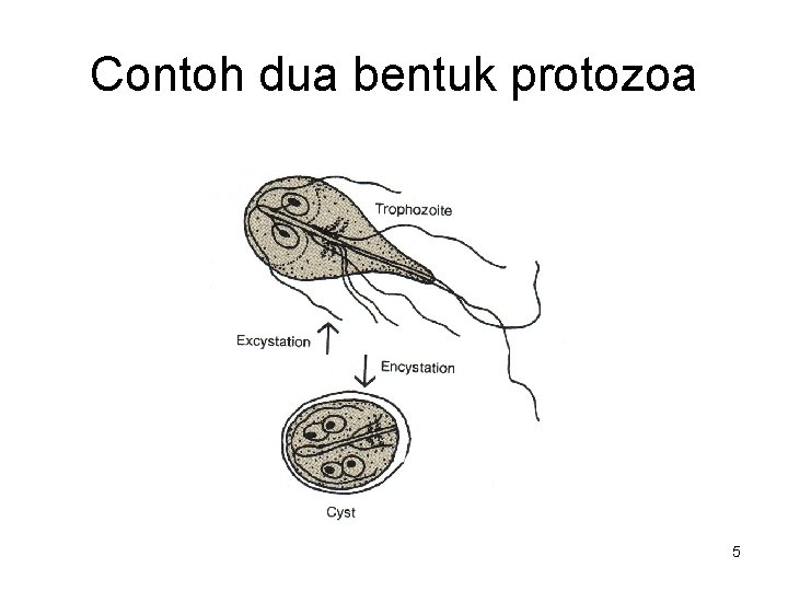 Contoh dua bentuk protozoa 5 