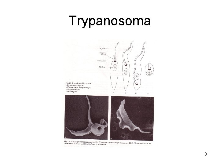 Trypanosoma 9 