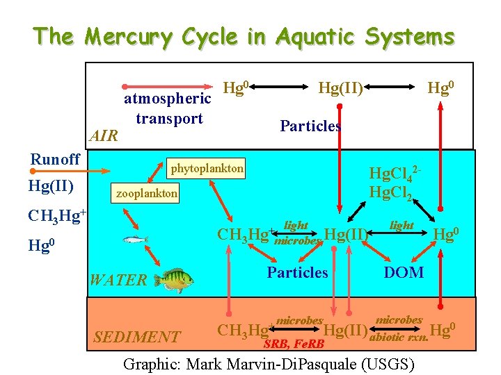 The Mercury Cycle in Aquatic Systems AIR atmospheric transport Runoff Hg(II) Hg 0 Hg(II)