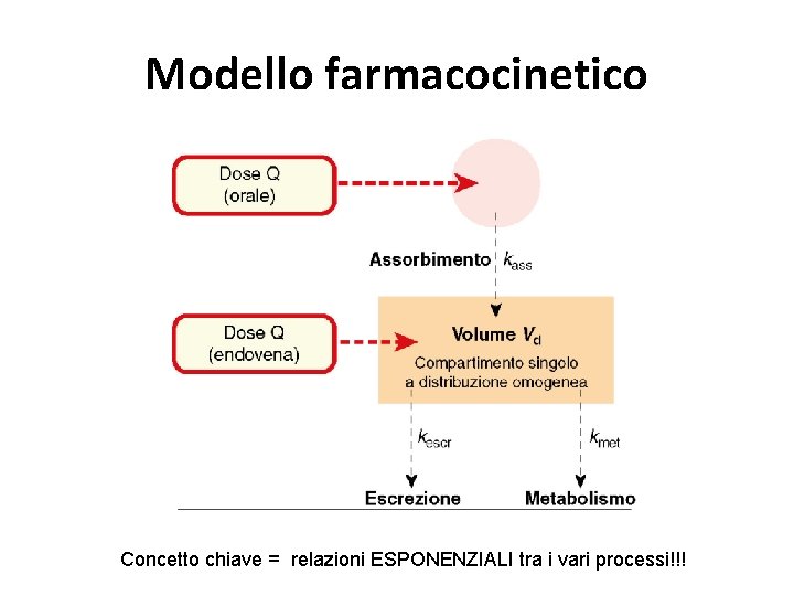 Modello farmacocinetico Concetto chiave = relazioni ESPONENZIALI tra i vari processi!!! 