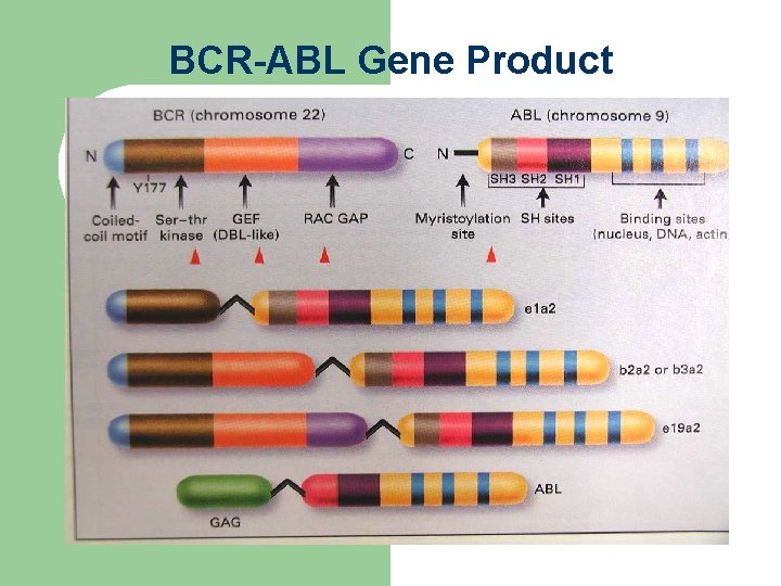 BCR-ABL Gene Product 