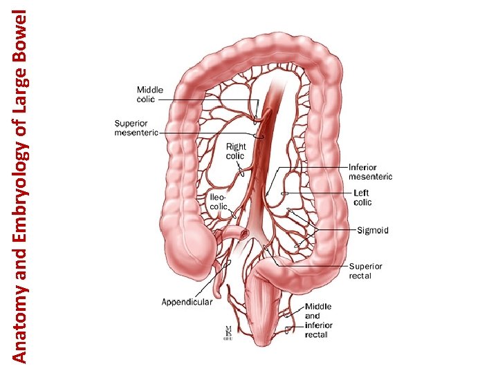 Anatomy and Embryology of Large Bowel 