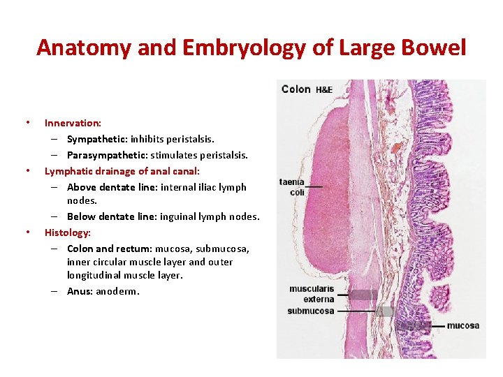 Anatomy and Embryology of Large Bowel • • • Innervation: – Sympathetic: inhibits peristalsis.