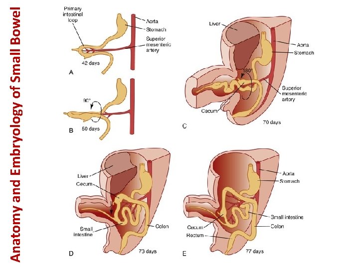 Anatomy and Embryology of Small Bowel 