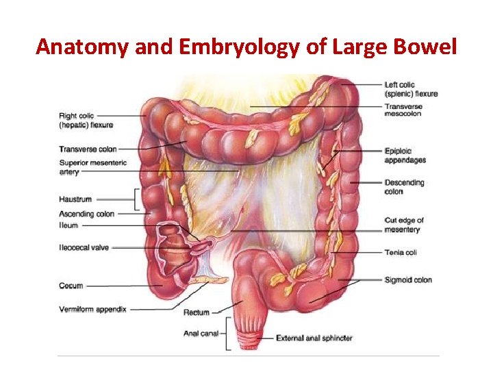 Anatomy and Embryology of Large Bowel 