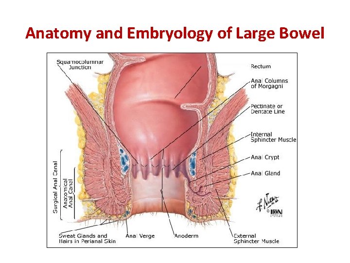 Anatomy and Embryology of Large Bowel 