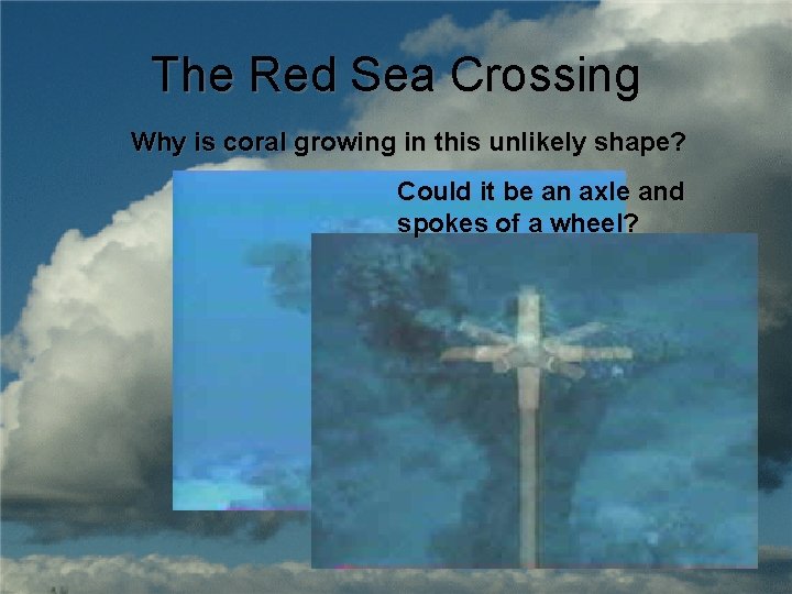 The Red Sea Crossing Why is coral growing in this unlikely shape? Could it