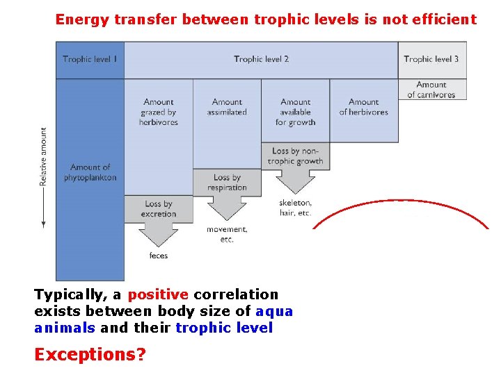 Energy transfer between trophic levels is not efficient Typically, a positive correlation exists between