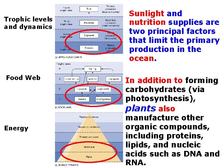 Trophic levels and dynamics Food Web Energy Sunlight and nutrition supplies are two principal