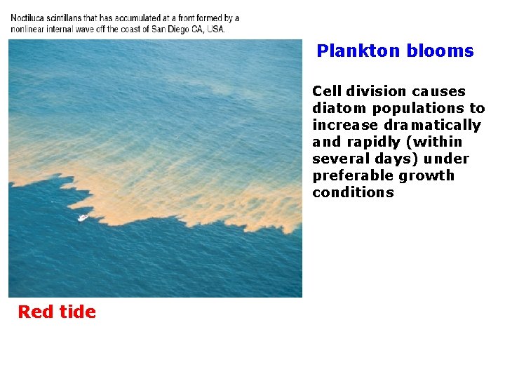 Plankton blooms Cell division causes diatom populations to increase dramatically and rapidly (within several