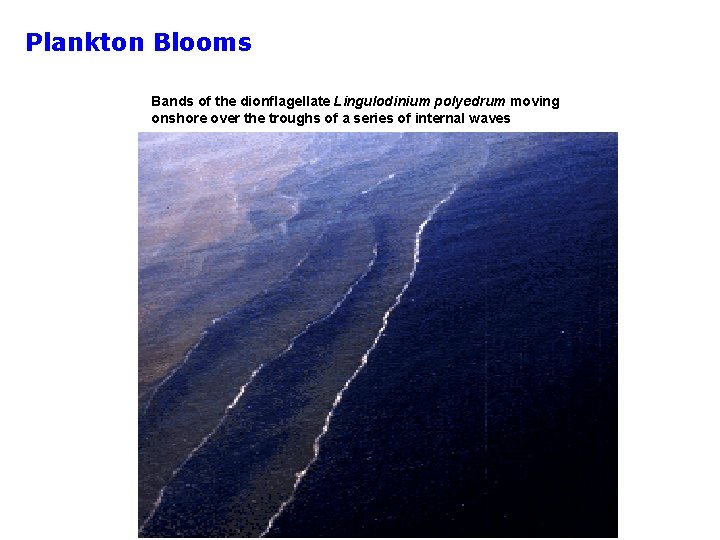 Plankton Blooms Bands of the dionflagellate Lingulodinium polyedrum moving onshore over the troughs of
