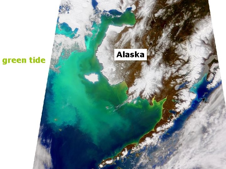 green tide Alaska 