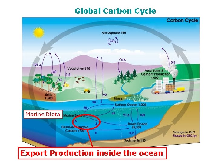 Global Carbon Cycle Marine Biota Export Production inside the ocean 