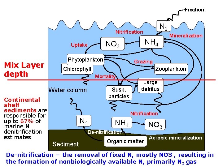 Fixation N 2 Nitrification Mix Layer depth NH 4 NO 3 Uptake Phytoplankton Grazing