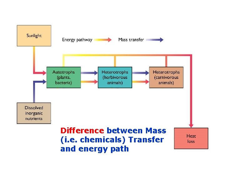 Difference between Mass (i. e. chemicals) Transfer and energy path 