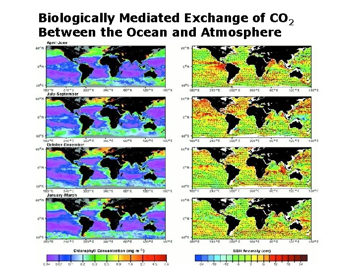Biologically Mediated Exchange of CO 2 Between the Ocean and Atmosphere 