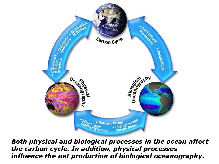 Both physical and biological processes in the ocean affect the carbon cycle. In addition,