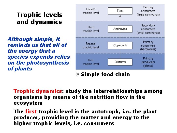 Trophic levels and dynamics Although simple, it reminds us that all of the energy