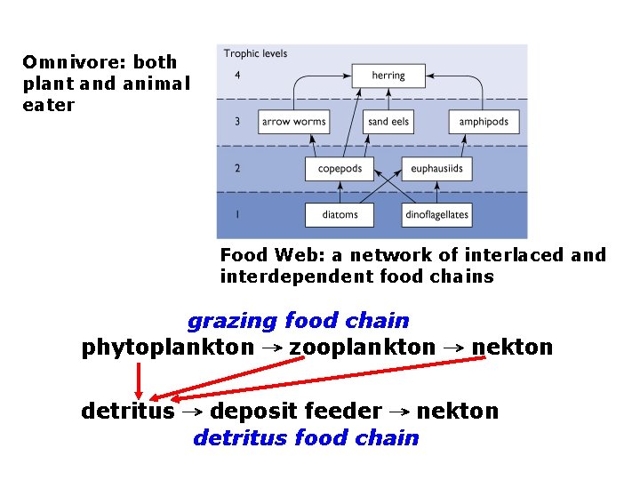 Omnivore: both plant and animal eater Food Web: a network of interlaced and interdependent