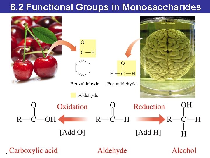 6. 2 Functional Groups in Monosaccharides © 2014 Pearson Education, Inc. 