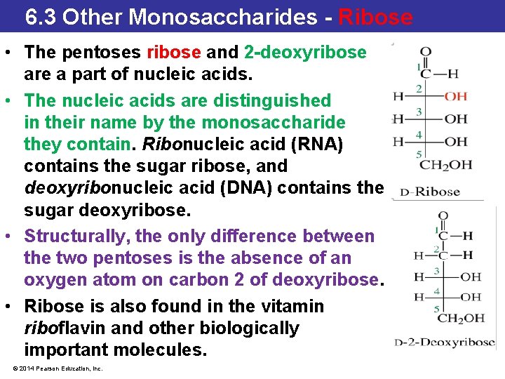 6. 3 Stereochemistry in Monosaccharides 6. 3 Other Monosaccharides - Ribose • The pentoses