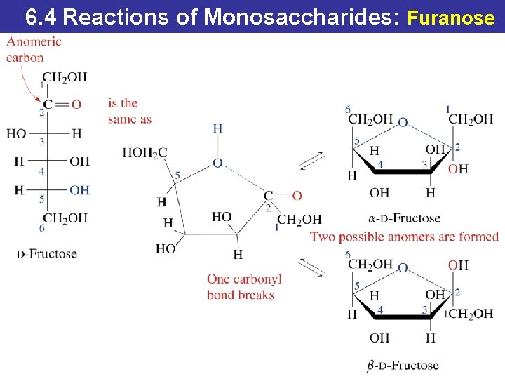 6. 4 Reactions of Monosaccharides: Furanose © 2014 Pearson Education, Inc. 