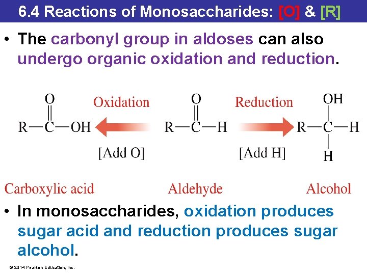 6. 4 Reactions of Monosaccharides: [O] & [R] • The carbonyl group in aldoses