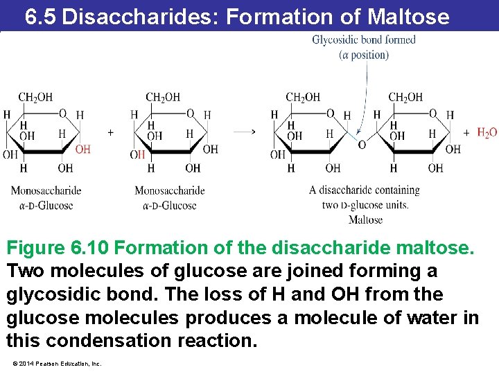 6. 5 Disaccharides: Formation of Maltose Figure 6. 10 Formation of the disaccharide maltose.