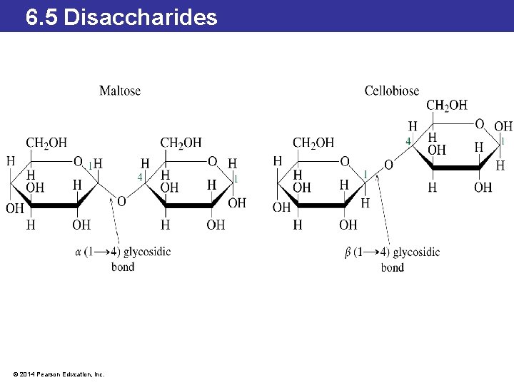 6. 5 Disaccharides © 2014 Pearson Education, Inc. 
