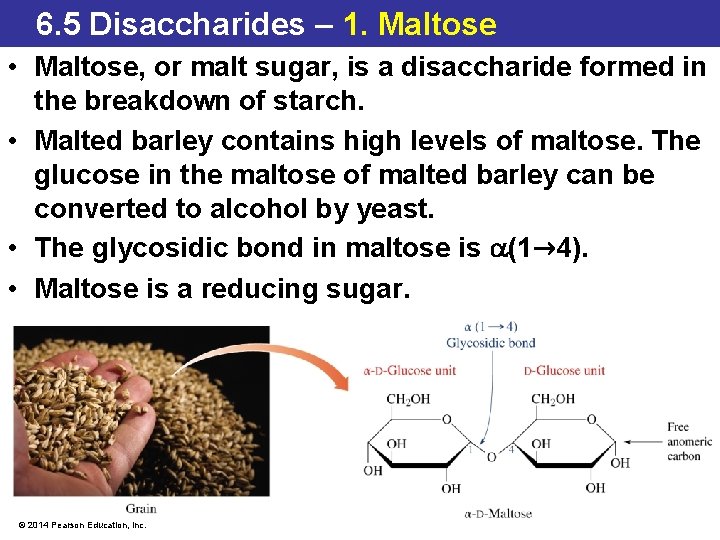 6. 5 Disaccharides – 1. Maltose • Maltose, or malt sugar, is a disaccharide