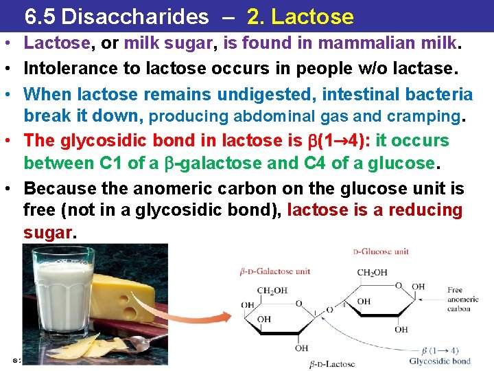 6. 5 Disaccharides – 2. Lactose • Lactose, or milk sugar, is found in